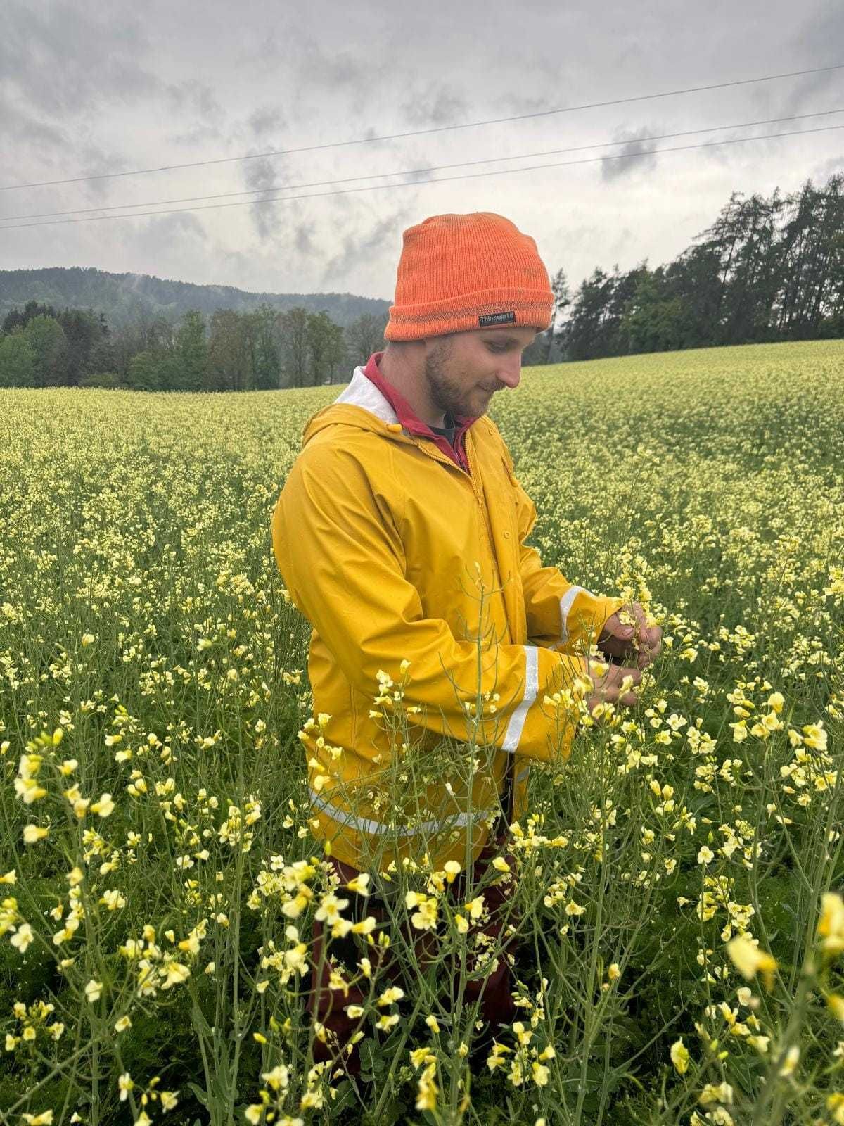 👍🤗🎈TOP Bestand von BIOWinterraps in Alberndorf. Gesät wurde Ende August nach VF Roggen. Sorte WITT, hier handelt es sich um eine sehr helle Sorte, welche angeblich von 🪲🐛Schadinsekten weniger befallen wird! Bestand wirkt sehr gesund, Schotenansatz passt auch! Hoffentlich bleibt das so!
😄Danke an Ignaz D. für die Besichtigung. © BWSB 👍🤗🎈TOP Bestand von BIOWinterraps in Alberndorf. Gesät wurde Ende August nach VF Roggen. Sorte WITT, hier handelt es sich um eine sehr helle Sorte, welche angeblich von 🪲🐛Schadinsekten weniger befallen wird! Bestand wirkt sehr gesund, Schotenansatz passt auch! Hoffentlich bleibt das so!
😄Danke an Ignaz D. für die Besichtigung. © BWSB