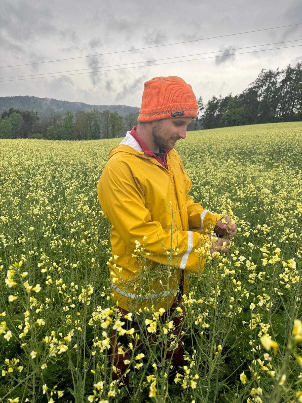 👍🤗🎈TOP Bestand von BIOWinterraps in Alberndorf. Gesät wurde Ende August nach VF Roggen. Sorte WITT, hier handelt es sich um eine sehr helle Sorte, welche angeblich von 🪲🐛Schadinsekten weniger befallen wird! Bestand wirkt sehr gesund, Schotenansatz passt auch! Hoffentlich bleibt das so!
😄Danke an Ignaz D. für die Besichtigung. © BWSB