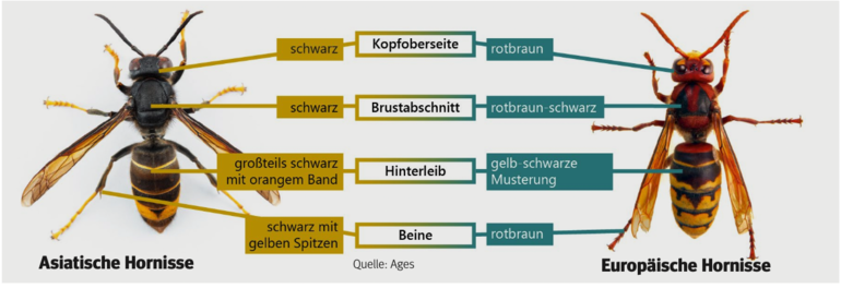 Alarmbereitschaft nach dem Fund einer Asiatischen Hornisse.png © Ages Alarmbereitschaft nach dem Fund einer Asiatischen Hornisse.png © Ages
