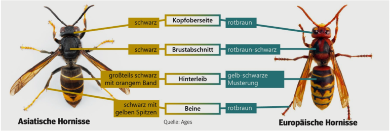 Alarmbereitschaft nach dem Fund einer  Asiatischen Hornisse.png