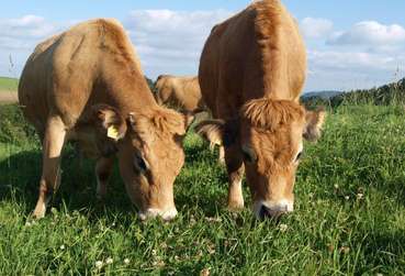 Aubrac_Bittermann.jpg © August Bittermann/LK Niederösterreich