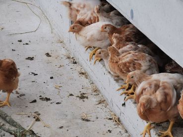 7 auslauföffnungen (c) Bernhard Altenburger, BIO AUSTRIA Salzburg.jpg