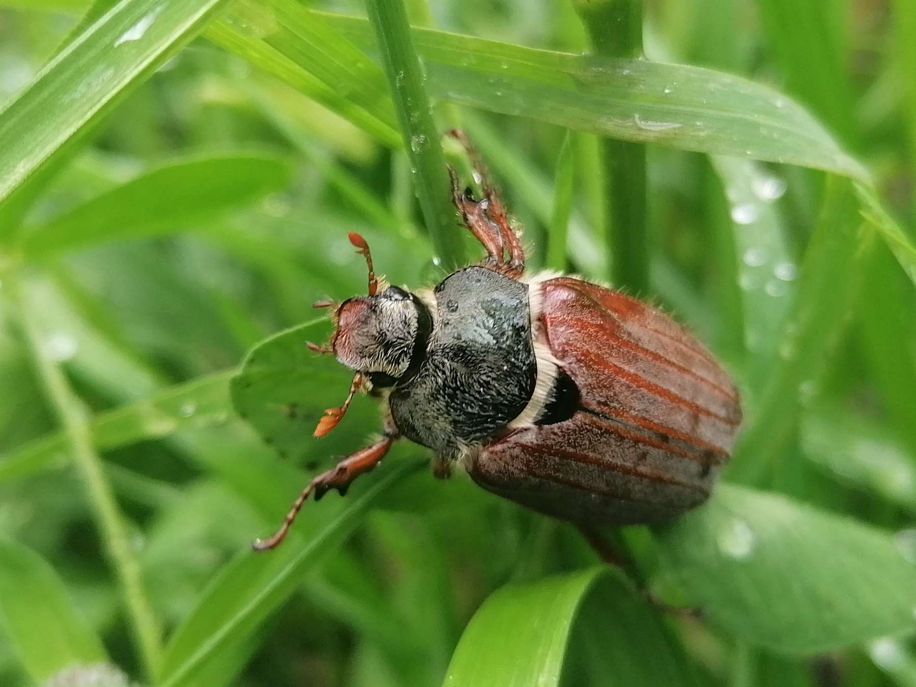 Maikäfer3.jpg © LK OÖ/Fritscher