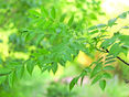 Invasive Pflanze Götterbaum © AdobeStock_296138442