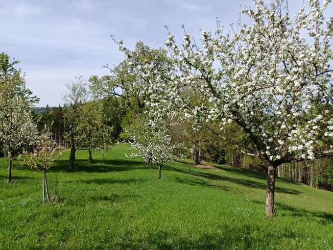 Vielstufiger_Aufbau_eijner_Streuobstwiese_2024 LK OÖ_kl.jpg © Landwirtschaftskammer OÖ