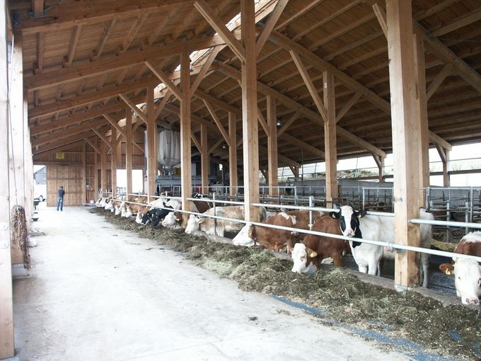 Bergbauernausschuss Rinderstall innen LKOÖ.jpg