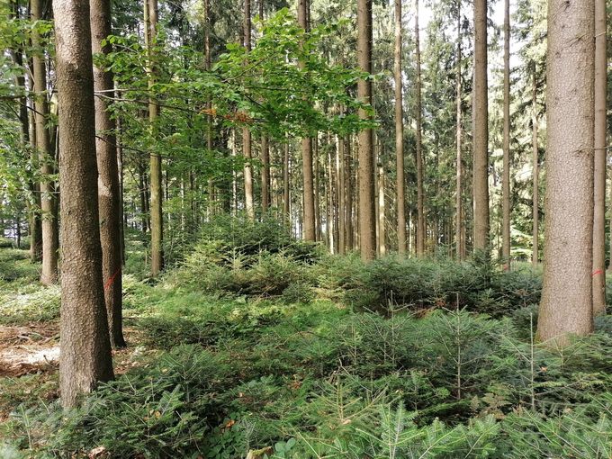 Forstausschuss_Waldfoto_2_Pennetzdorfer.jpg © LK OÖ/Pennetzdorfer