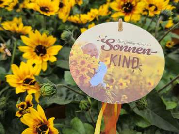 Blume des Jahres 2024 Sonnenblume.jpg