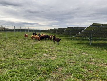 Photovoltaik.jpg © LK Wien/Graham Photovoltaik.jpg © LK Wien/Graham