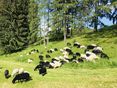 Schafe auf Weide © SZZV Kärnten