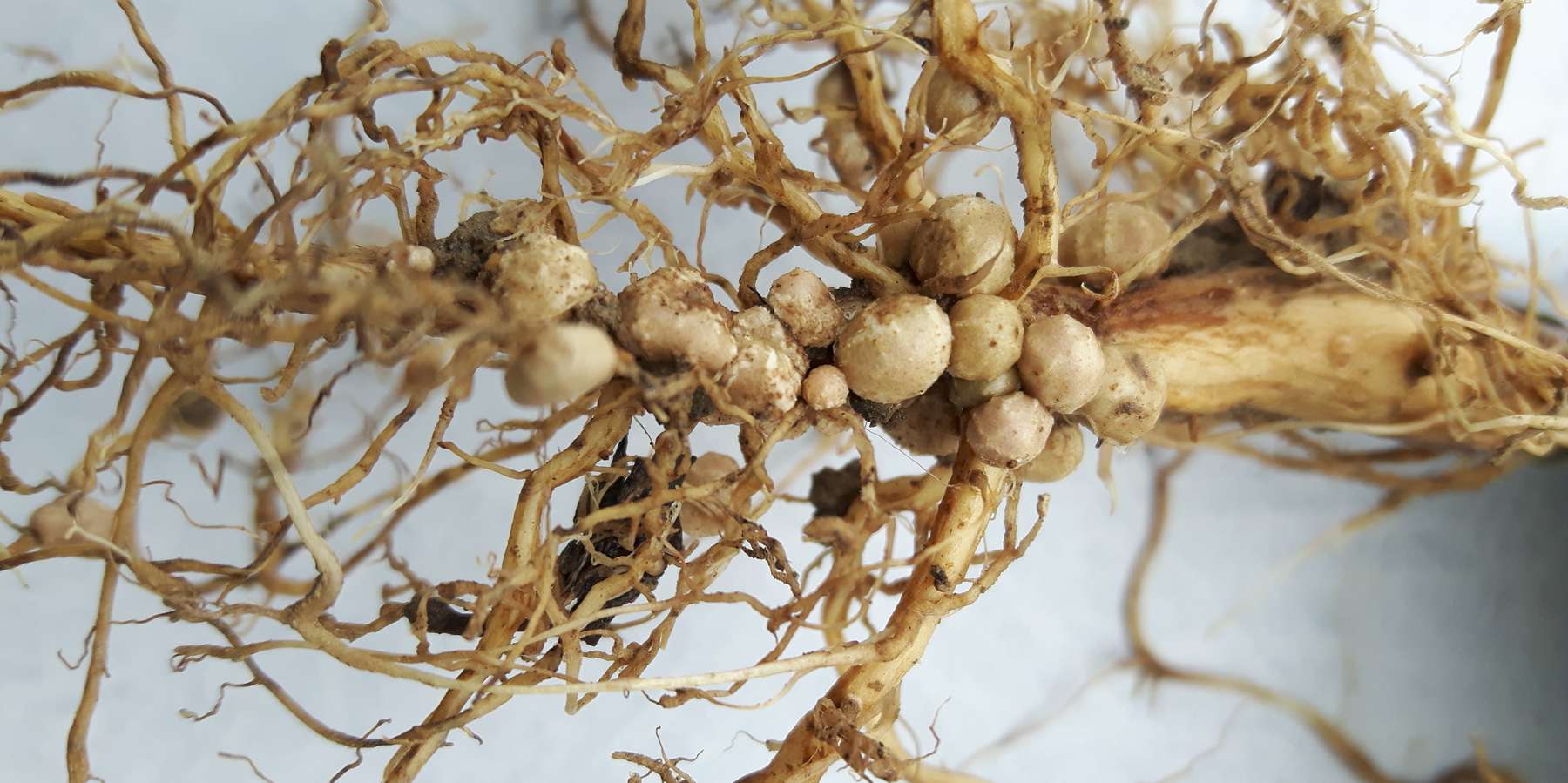 1_Eine Sojawurzel ohne Knöllchen aber der Blüte darf es nicht geben.jpg © BWSB/Gerstl 1_Eine Sojawurzel ohne Knöllchen aber der Blüte darf es nicht geben.jpg © BWSB/Gerstl