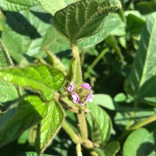 5_Kontrolle der Knöllchen ab der Blüte.jpg © BWSB/Gerstl