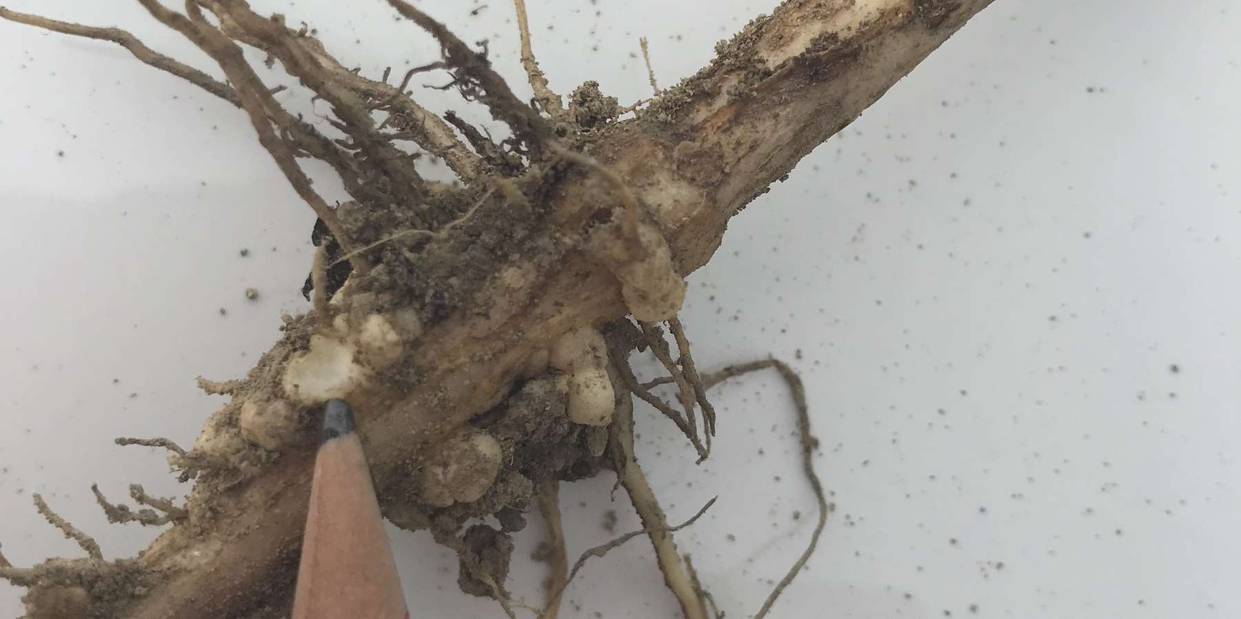 7_Sind die Knöllchen weiß wird kein Stickstoff gebunden das kann sein wenn im Boden zuviel Stickstoff vorhanden ist.jpg © BWSB/Gerstl 7_Sind die Knöllchen weiß wird kein Stickstoff gebunden das kann sein wenn im Boden zuviel Stickstoff vorhanden ist.jpg © BWSB/Gerstl