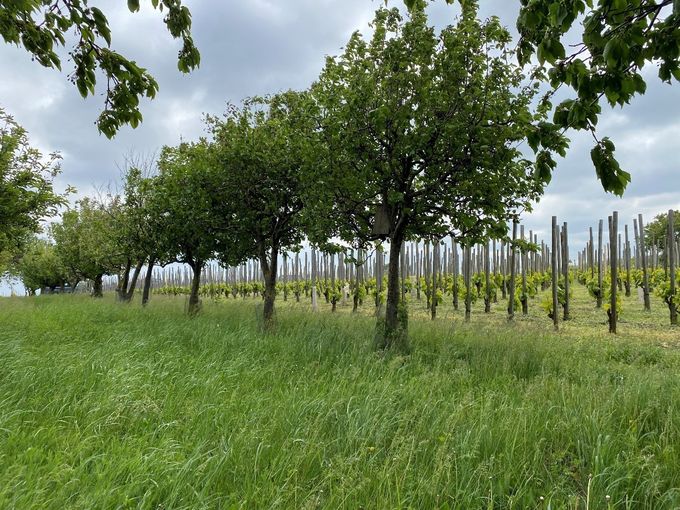 22.4.2024 - Gelebte Biodiversität Winkovitsch3.jpg