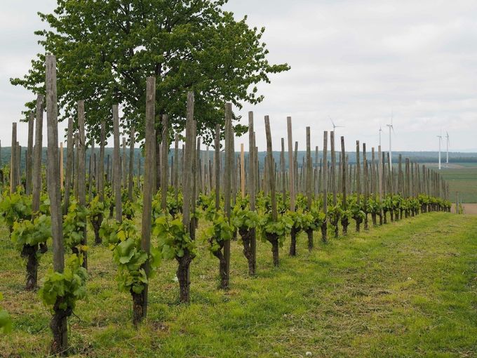 22.4.2024 - Gelebte Biodiversität Winkovitsch5.jpg