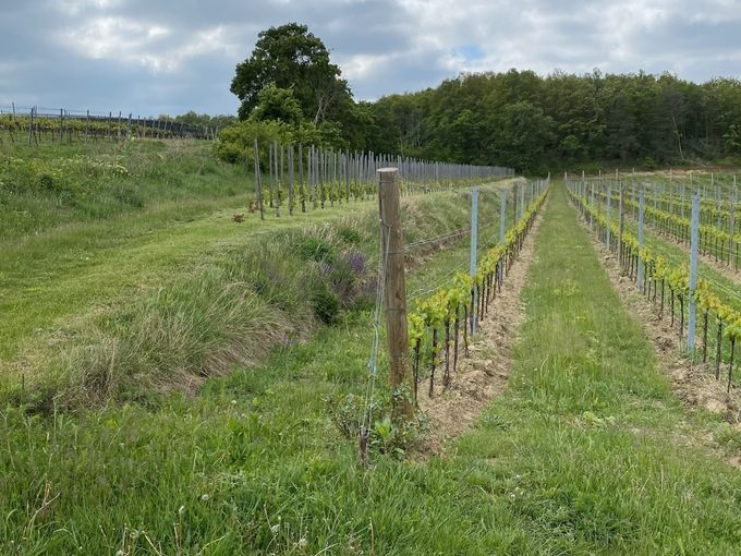 22.4.2024 - Gelebte Biodiversität Winkovitsch6.jpg