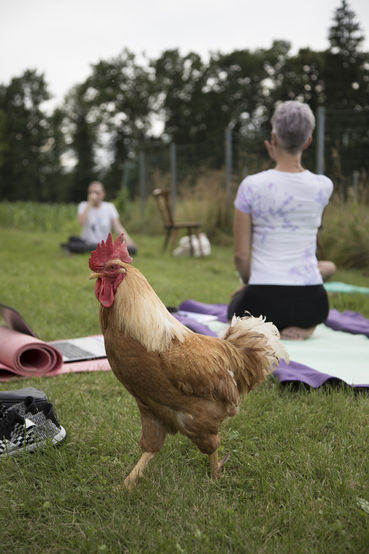 Green Care - Bauernhöfe als Orte der Gesundheitsförderung.jpg