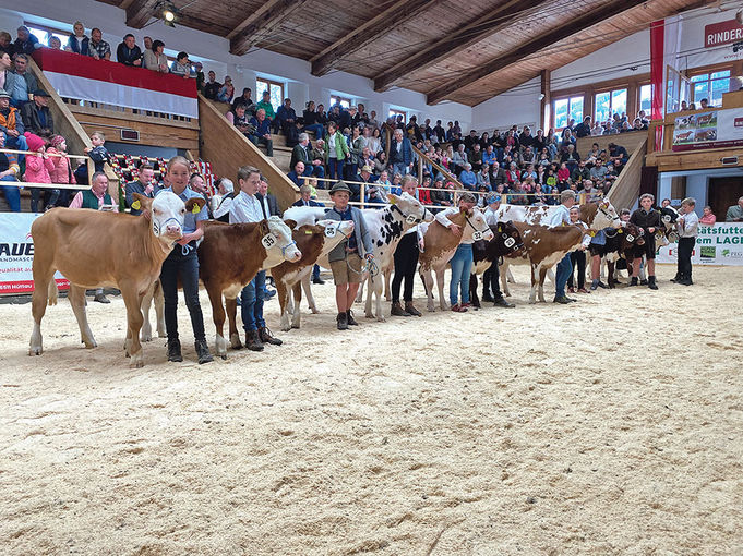 280 Rinder aus sieben Pinzgauer Orten im Schauring.jpg © Edenhauser 280 Rinder aus sieben Pinzgauer Orten im Schauring.jpg © Edenhauser