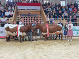 280 Rinder aus sieben Pinzgauer Orten im Schauring.jpg