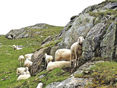 Vereinfachte Almmeldung bei Schaf und Ziege © Meinhart