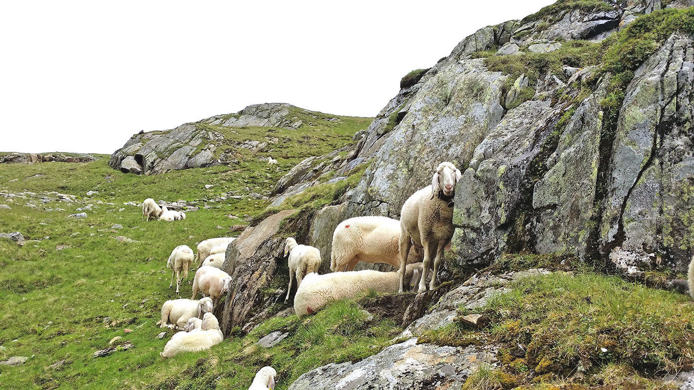 Vereinfachte Almmeldung bei Schaf und Ziege.jpg