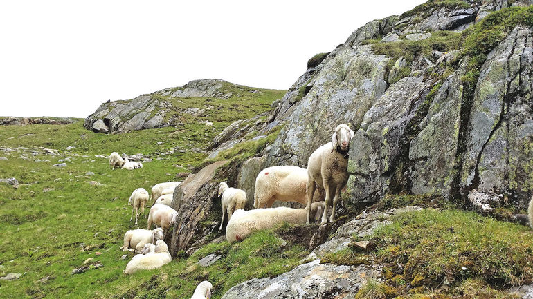 Vereinfachte Almmeldung bei Schaf und Ziege.jpg © Meinhart Vereinfachte Almmeldung bei Schaf und Ziege.jpg © Meinhart