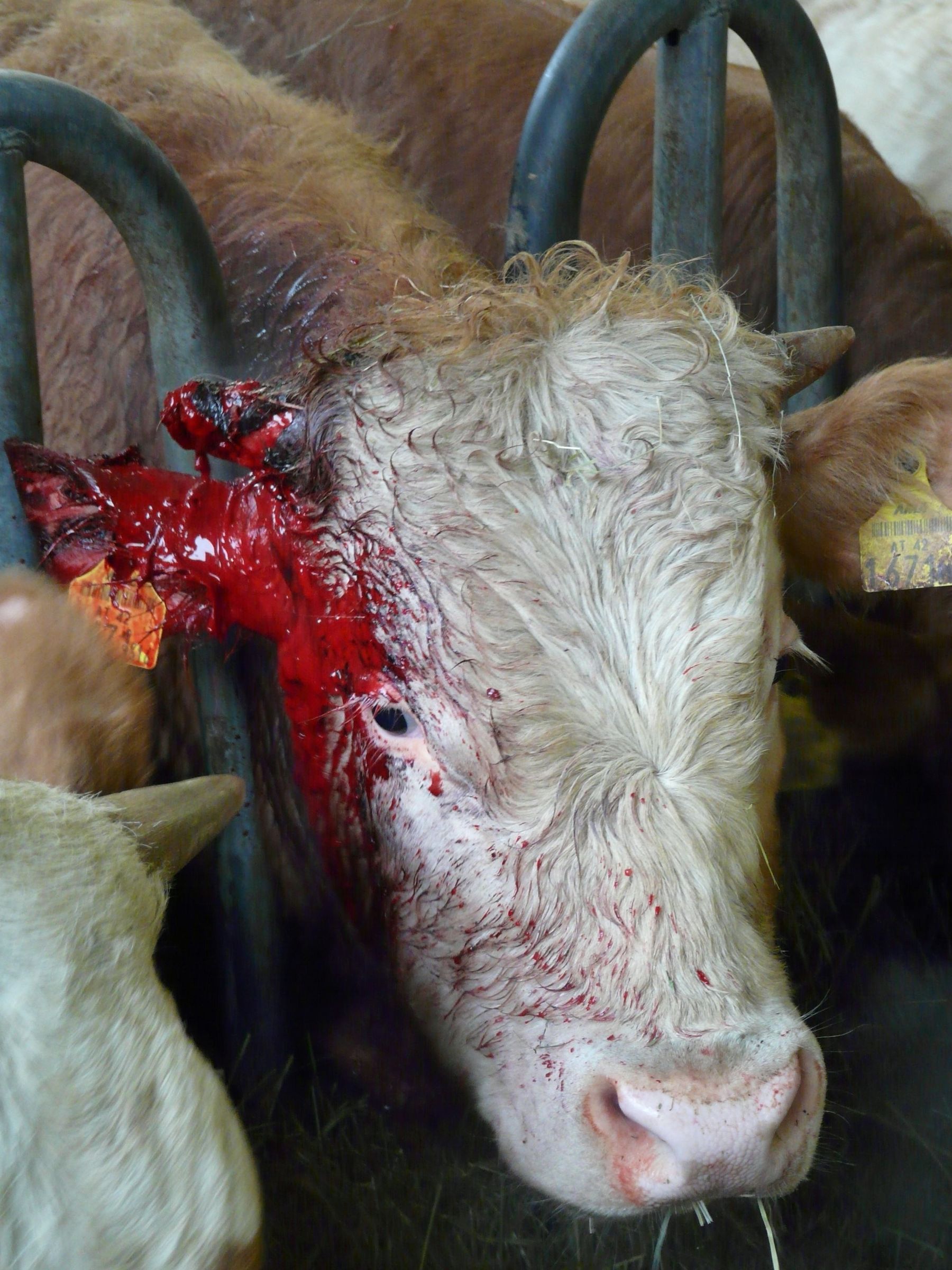 Kalb verletzt.jpg © Matschnigg Kalb verletzt.jpg © Matschnigg