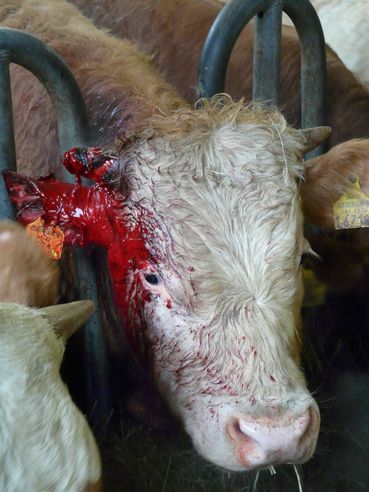 Kalb verletzt.jpg © Matschnigg Kalb verletzt.jpg © Matschnigg