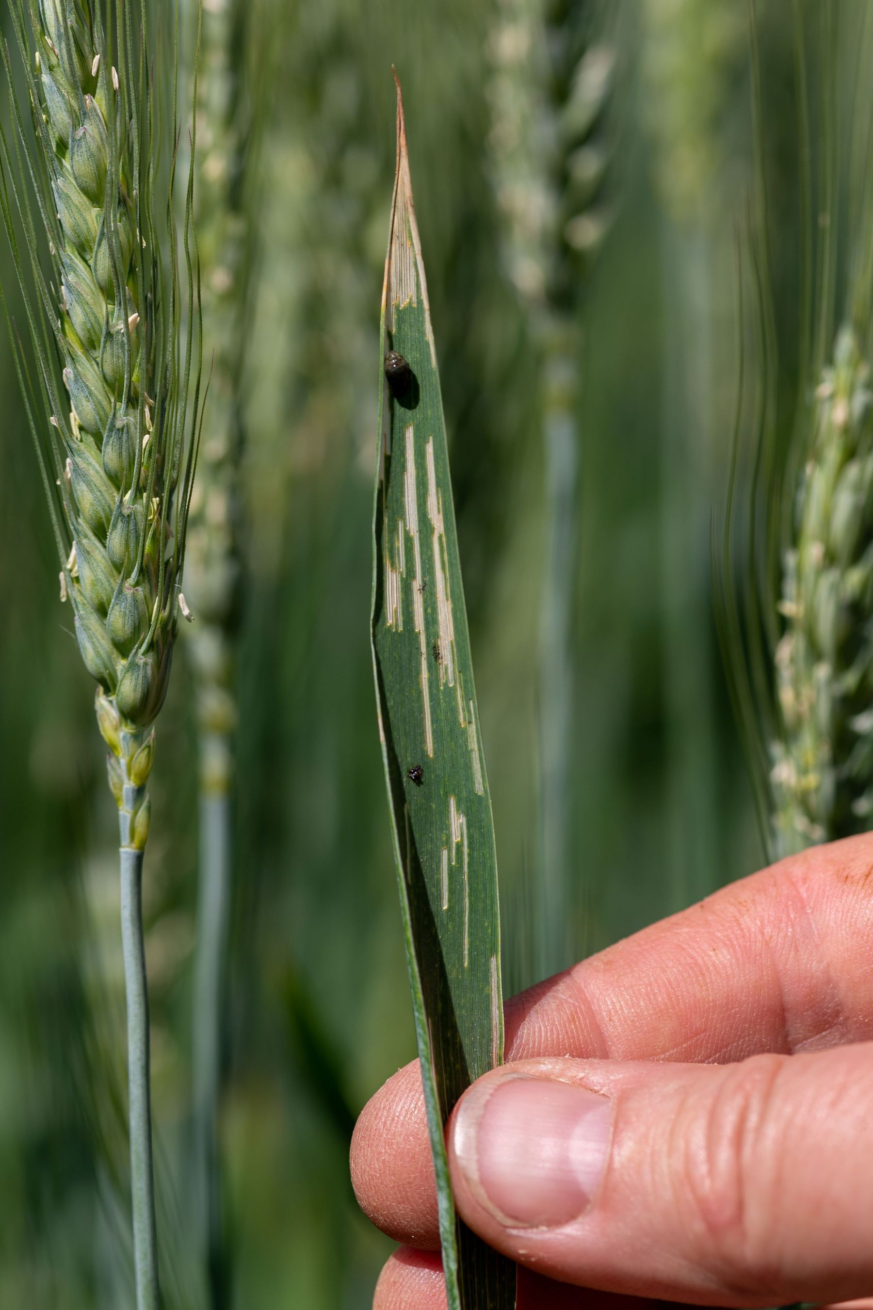 Larve_Getreidehaehnchen_19-ID93266.jpg © agrarfoto.com Larve_Getreidehaehnchen_19-ID93266.jpg © agrarfoto.com