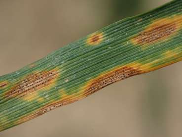 Septoria-Blattdürre des Weizens.jpg © Schally/LK NÖ