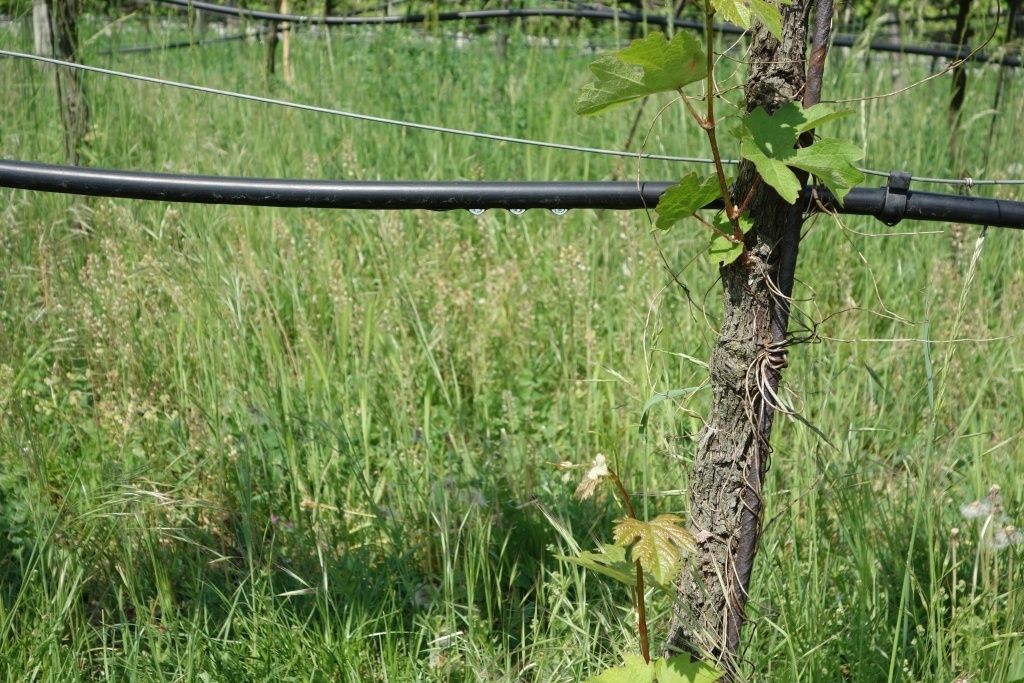 Tropfbewässerung.jpg © Rechtsabteilung/LK OÖ Tropfbewässerung.jpg © Rechtsabteilung/LK OÖ