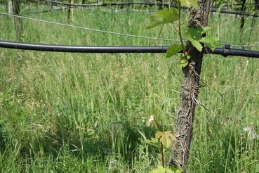 Tropfbewässerung.jpg © Rechtsabteilung/LK OÖ Tropfbewässerung.jpg © Rechtsabteilung/LK OÖ