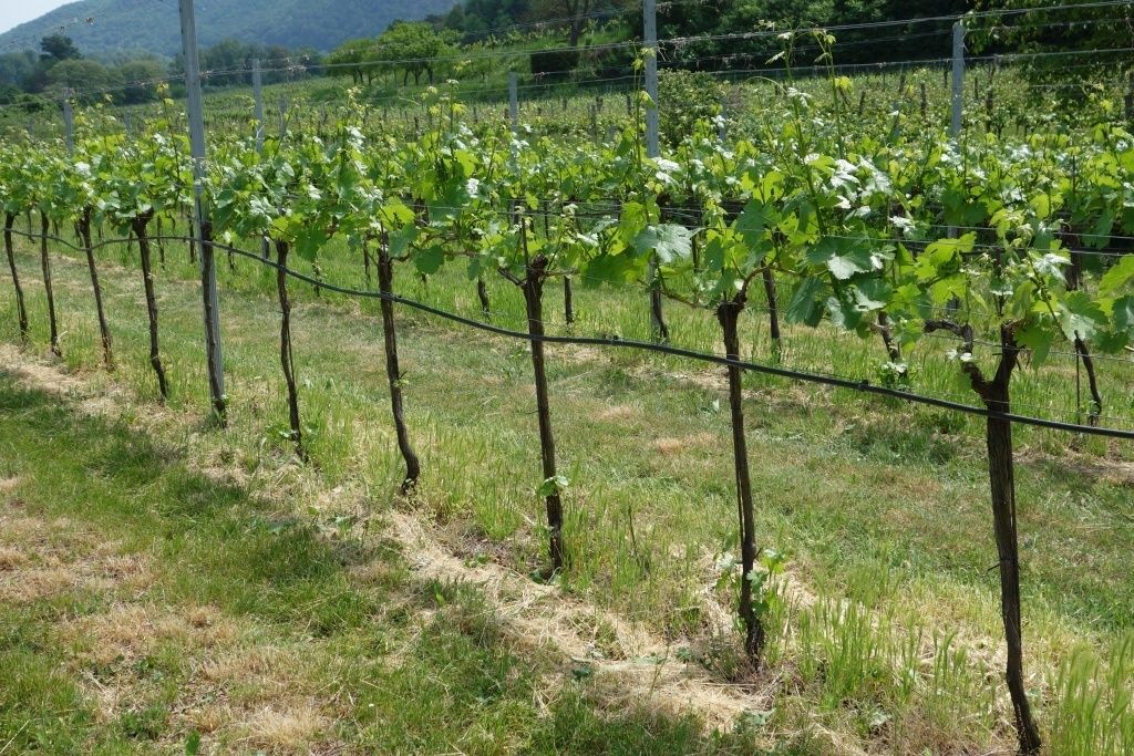 Bewässerung Wein.jpg © Rechtsabteilung/LK OÖ Bewässerung Wein.jpg © Rechtsabteilung/LK OÖ