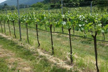 Bewässerung Wein.jpg © Rechtsabteilung/LK OÖ Bewässerung Wein.jpg © Rechtsabteilung/LK OÖ