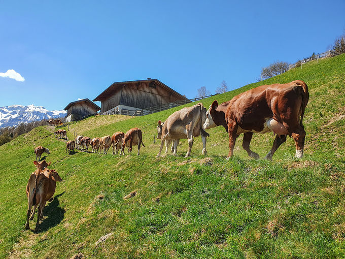 Kühe auf der Weide