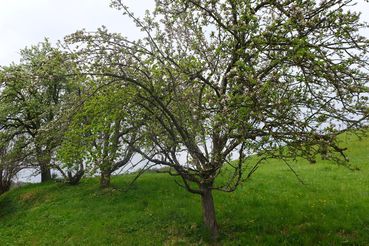 Landschaftselemente Einzelbäume.jpg