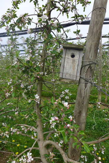 Nisthilfen_Vogel-Nistkasten.jpg © LK Steiermark/Referat Obstbau