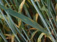 Weizen auf Gelbrost kontrollieren © LKNOE/Schally