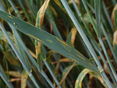 Weizen auf Gelbrost kontrollieren © LKNOE/Schally