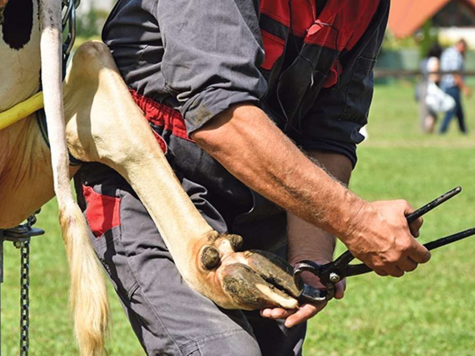 Klaue 1 ©AdobeStock (Mittel).jpg © Adobe Stock Klaue 1 ©AdobeStock (Mittel).jpg © Adobe Stock