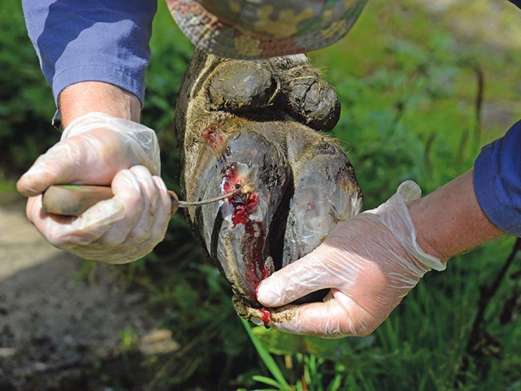 Klaue ©AdobeStock (Mittel).jpg © Adobe Stock Klaue ©AdobeStock (Mittel).jpg © Adobe Stock