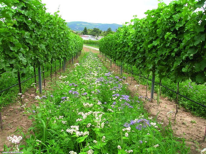 8_Abb_Gründüngung_Frühjahr_Sommer.jpg © M. Mehofer/HBLA und BA Klosterneuburg