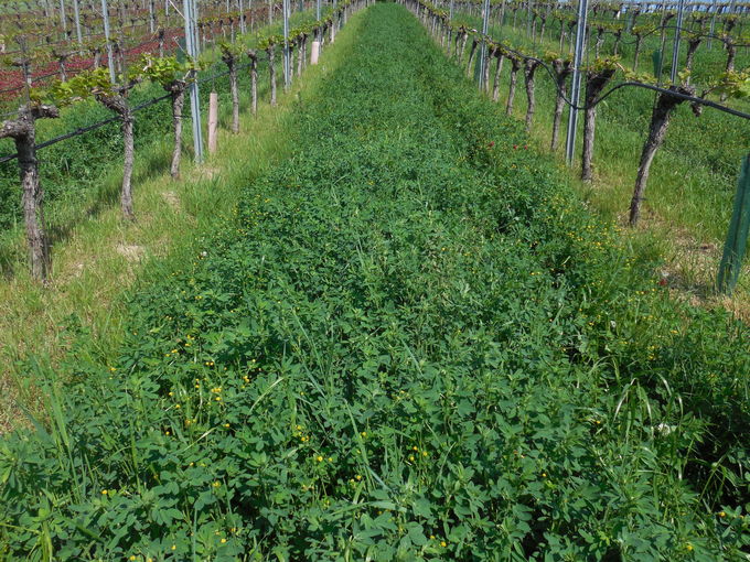 Zweijährige-Gründüngung.jpg © M. Mehofer, HBLA und BA Klosterneuburg