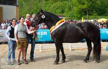 Rabea Landessiegerstute Noriker Landesjungstutenschau-005.jpg