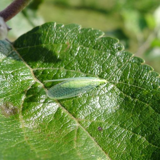 Florfliege.jpg © LK Steiermark/Obstbau