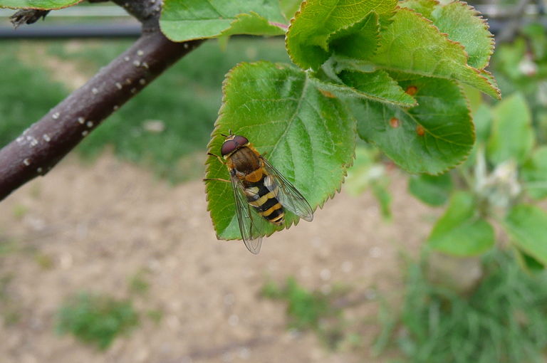 Schwebfliege.jpg © LK Steiermark/Obstbau