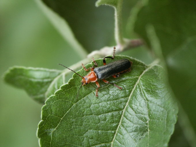 Weichkäfer.jpg