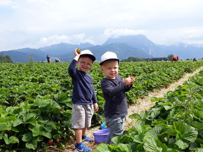 Erdbeeren_kl.jpg © Landwirtschaftskammer OÖ