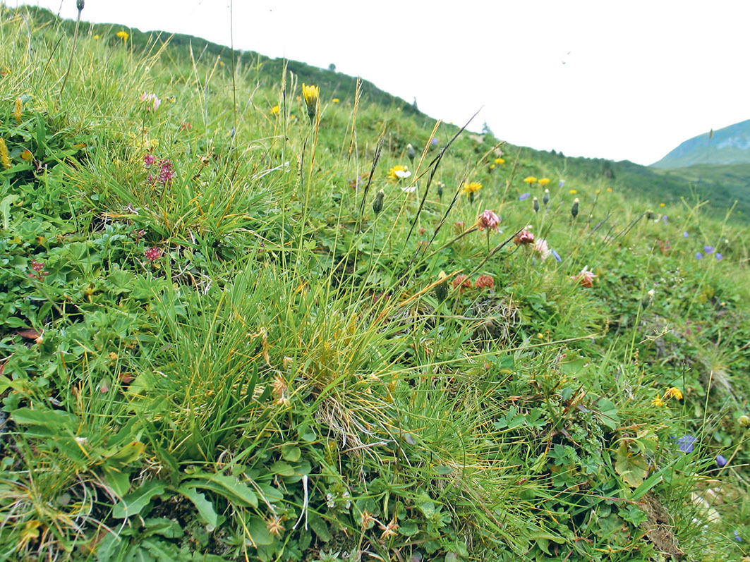 Klimawandel  schädigt die Bergwiesen.jpg © Dürnberger Klimawandel  schädigt die Bergwiesen.jpg © Dürnberger