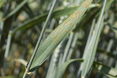 Braunrost bei Weizen © LKNOE/Muck-Arthaber